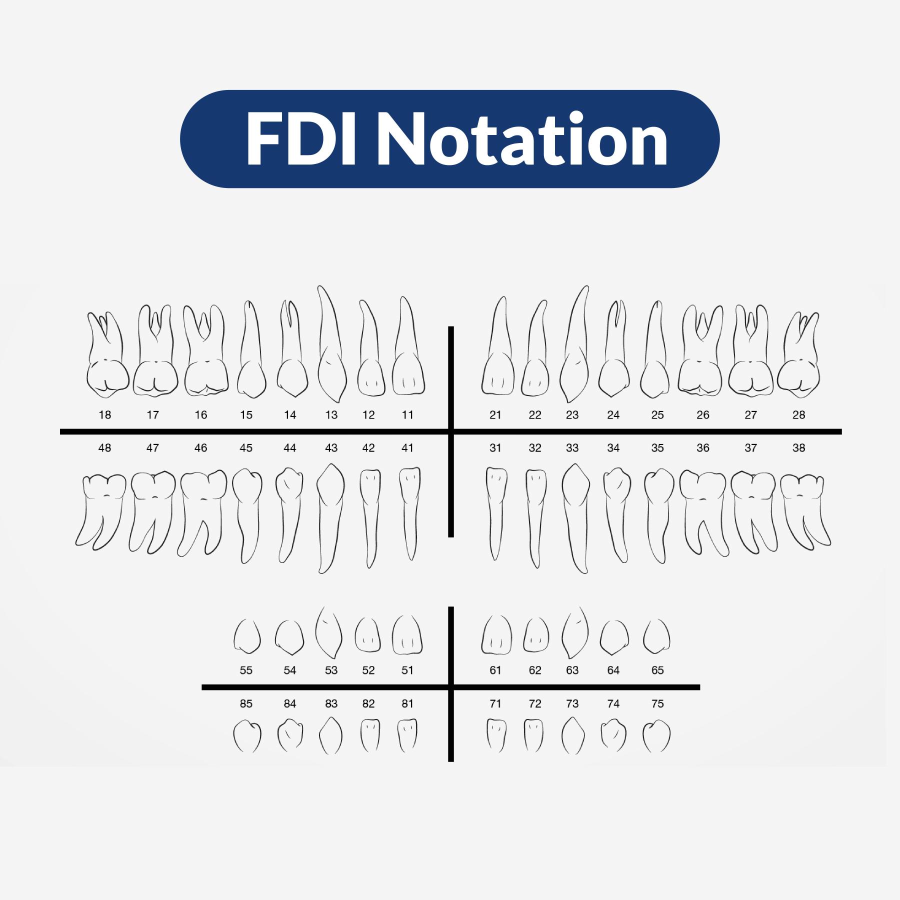 Teeth Chart 101 A Guide To How Dentists Identify Your Teeth Sani 